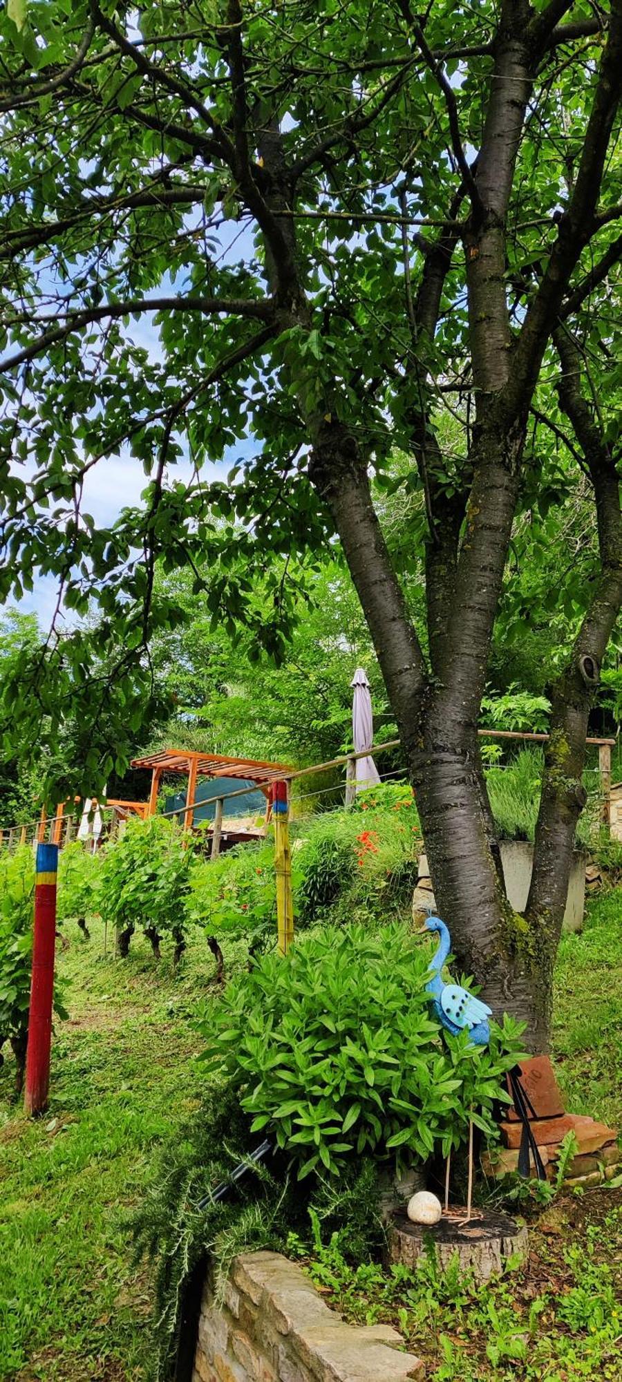 Le Rose Di Mapi Villa Mango Екстериор снимка